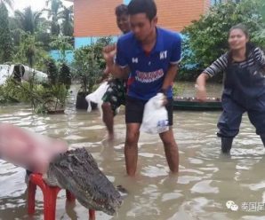 洪水中，泰国灾民把逃出来的鳄鱼吃了