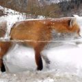 一只狐狸掉进河里 结果冻成了“冰雕”