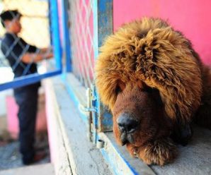 英媒称藏獒在中国失宠：近千只遗弃狗被政府收容