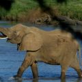 外媒:津巴布韦证实卖给中国35头大象缓解经济问题