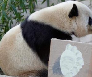 旅美大熊猫“宝宝”今日启程回国 乘坐专机飞成都