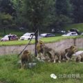 北京野生动物园回应游客在虎区下车：曾两次劝阻
