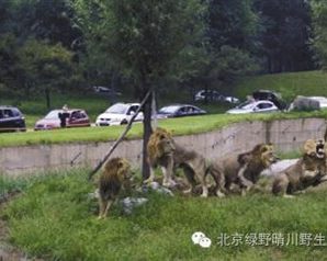 北京野生动物园回应游客在虎区下车：曾两次劝阻
