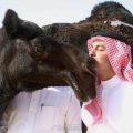 沙特举办骆驼选美大赛 获胜者可获2.1亿人民币