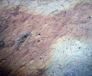 科学家发现类似真菌化石 地球生命进化或提前20亿年