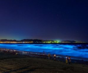 夜光虫大量繁衍 日本“荧光海滩”唯美梦幻