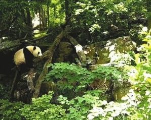 大熊猫被曝在美遭克扣粮食 中方回应：正常减食