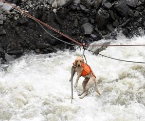 茂县山体垮塌：搜救犬过河执行搜救任务