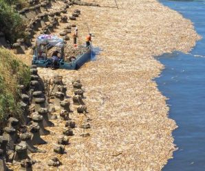 台北持续高温创百年纪录 死鱼漂在河面