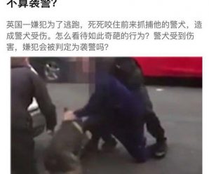 人咬狗了！嫌犯咬伤警犬不能算“袭警”，狗狗好委屈