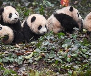 美媒：中国大熊猫栖息地萎缩 面积比1988年还小
