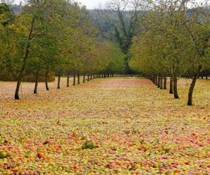 爱尔兰苹果园暴风雨过后现“苹果地毯”奇观