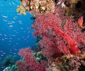 红珊瑚面临灭绝危机：中国人喜收藏 日本人增捕捞