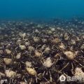 摄影师拍下成千上万螃蟹海底行走 场面壮观