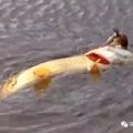 大鱼在水中捕食水鸟 试图一口吞下