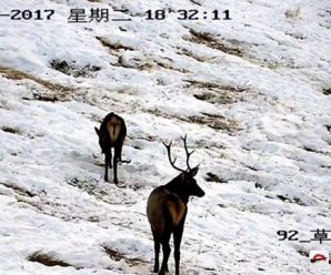 天山天池景区发现最大天山马鹿种群 18只集体出没