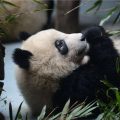 成都大熊猫基地回应“虐待国宝”：是大熊猫局部脱毛