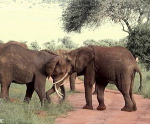 肯尼亚五头大象相约打群架 象牙变武器
