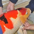 深圳海关截获日本名贵锦鲤：最长达1米 色彩鲜艳