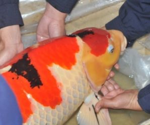 深圳海关截获日本名贵锦鲤：最长达1米 色彩鲜艳