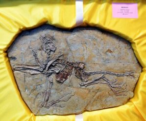 港媒：8块流落欧洲的恐龙和鸟类化石回归中国