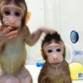 世界首例体细胞克隆猴在中国诞生 对研究人类脑疾病有重大意义