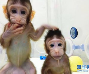 世界首例体细胞克隆猴在中国诞生 对研究人类脑疾病有重大意义