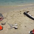 数条鲨鱼惨遭肢解抛尸沙滩 犯罪者仅为取走其牙齿