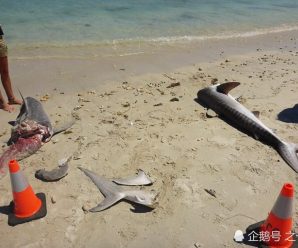 数条鲨鱼惨遭肢解抛尸沙滩 犯罪者仅为取走其牙齿