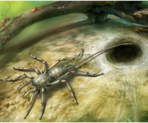 缅甸琥珀中封存的远古秘密：1亿年前的蜘蛛长着长长的尾巴