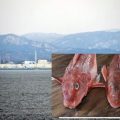 日本福岛核电站附近海域发现超标“辐射鱼”