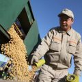 中国大豆采购迅速转向巴西 11月自美国“零进口”