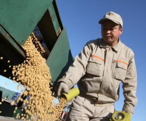 中国大豆采购迅速转向巴西 11月自美国“零进口”