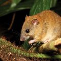 澳大利亚珊瑚裸尾鼠灭绝 系首个因气候变化灭绝的哺乳动物