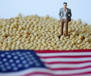 中国买家要求推迟发货 美国大豆积压程度前所未有