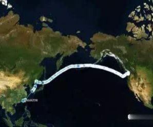 外媒：加拿大一艘油菜籽船在中国海域来回打转
