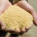 中国将对最大豆粕出口国阿根廷开放市场