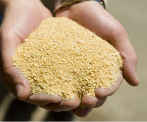 中国将对最大豆粕出口国阿根廷开放市场