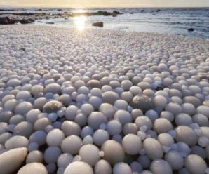 芬兰海岸发现数千颗稀有“冰蛋”，专家：在适当天气下可能一年发生一次