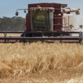 输华大麦中多次检出检疫性有害生物 澳大利亚一企业被暂停对华出口