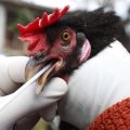 人类首次感染H5N8型禽流感 会“人传人”吗？