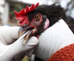 人类首次感染H5N8型禽流感 会“人传人”吗？