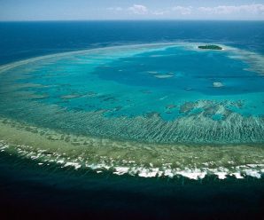 澳拉拢11国施压联合国教科文组织 欲为大堡礁“濒危”翻案