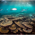 大堡礁白化触目惊心 澳大利亚抗拒列为“濒危”保护 还要赖上中国