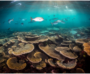 大堡礁白化触目惊心 澳大利亚抗拒列为“濒危”保护 还要赖上中国