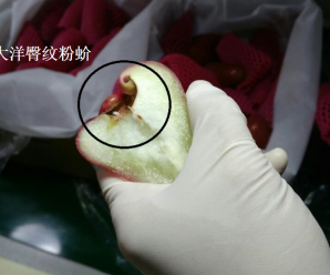 国台办现场展示台湾番荔枝和莲雾害虫图：科学合理完全正当