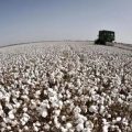 英政府拒绝认定新疆存在“种族灭绝” 不同意禁止进口新疆棉花