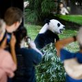 社评：美议员竟要对大熊猫“下手”，或产生意外效果