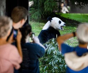 社评：美议员竟要对大熊猫“下手”，或产生意外效果