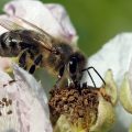 美国昆虫学家：欧洲蜜蜂正在“营养不良”